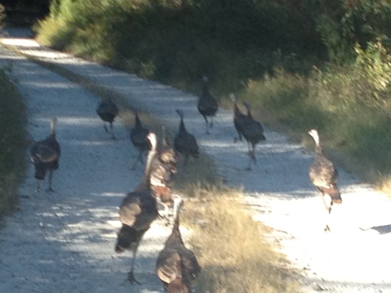 Turkeys on the Run