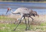 Sandhill_Crane