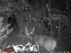 Trail Camera